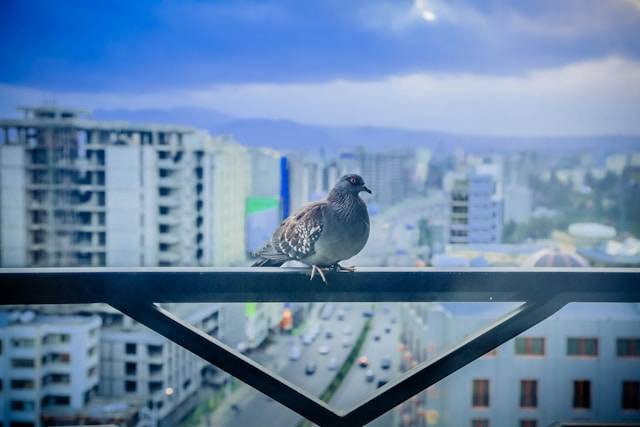 Ilustrasi cara melatih tekukur. Foto: Unsplash