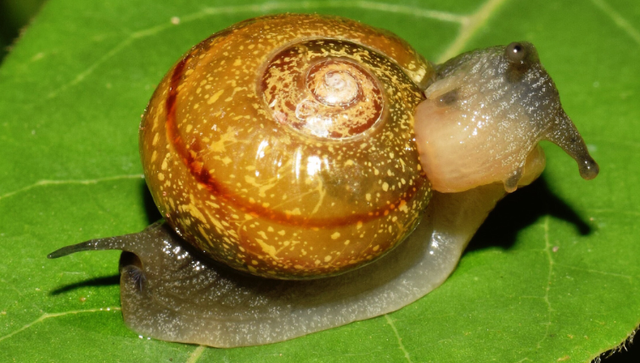 Siput pengibas ekor.  Foto: inaturalist.org