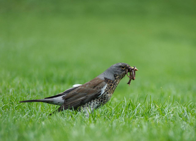 Ilustrasi burung anis kembang kurang birahi. Sumber foto: Pixabay