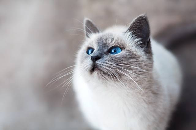 Contoh Teks LHO tentang Kucing. Foto Hanya Ilustrasi. Sumber Foto: Unsplash.com/Mikhail Vasilyev