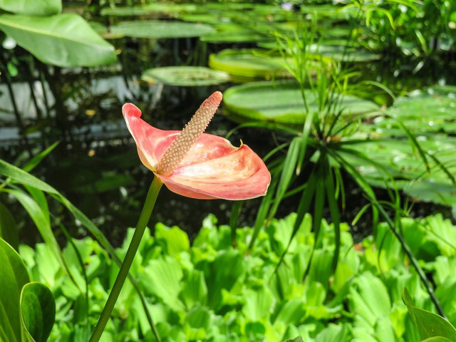 Ilustrasi cara menanam biji anthurium. Sumber: pixabay