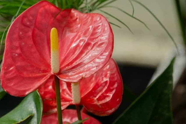 Ilustrasi Cara Merawat Tanaman Anthurium Gelombang Cinta. Foto: dok. Unsplash/Aravind Reddy Tarugu