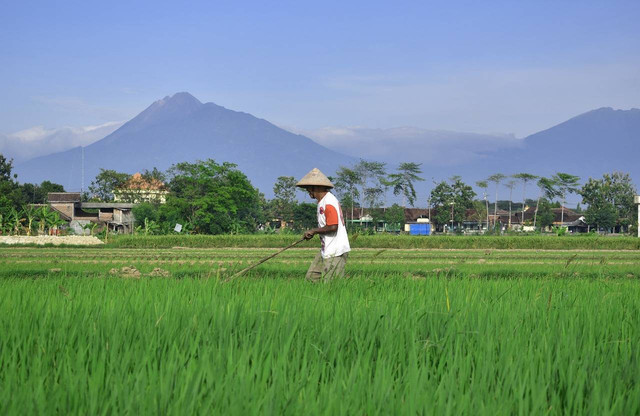 ilustrasi petani memupuk, Sumbewr foto pexels.com