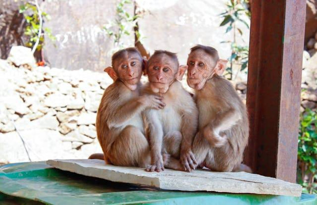 Monyet berkembang biak dengan cara. foto hanya ilustrasi. Sumber: Pexels