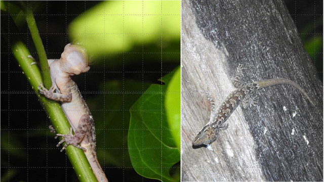 Profil Cyrtodactylus tehetehe cecak jari lengkung dari pulau Maratua (Foto: Huda Wiradarma)