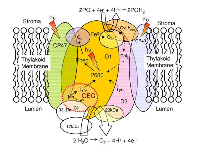 Representasi skematis fotosistem II dan komponen-komponennya - salah satunya unsur Mn - yang terdapat dalam membran tilakoid kloroplas. Sumber: Sproviero et al. (2008) cit. Najafpour & Pashaei (2012)