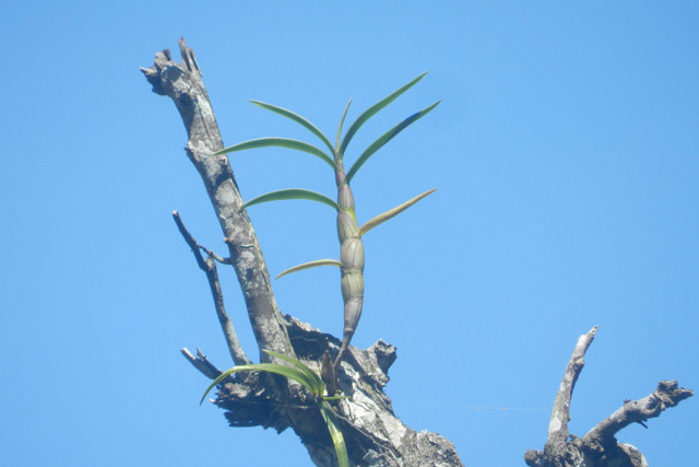 Anggrek langka Dendrobium capra atau larat hijau yang ditemukan di hutan produksi di Kabupaten Gunungkidul. Foto: Tim PKM-RE UGM