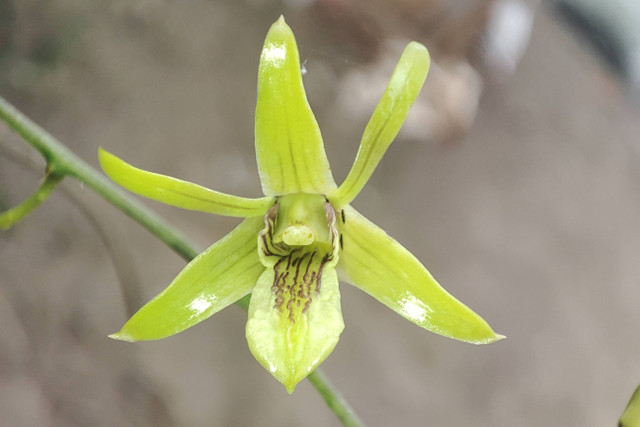 Anggrek langka Dendrobium capra atau larat hijau yang ditemukan di hutan produksi di Kabupaten Gunungkidul. Foto: Tim PKM-RE UGM