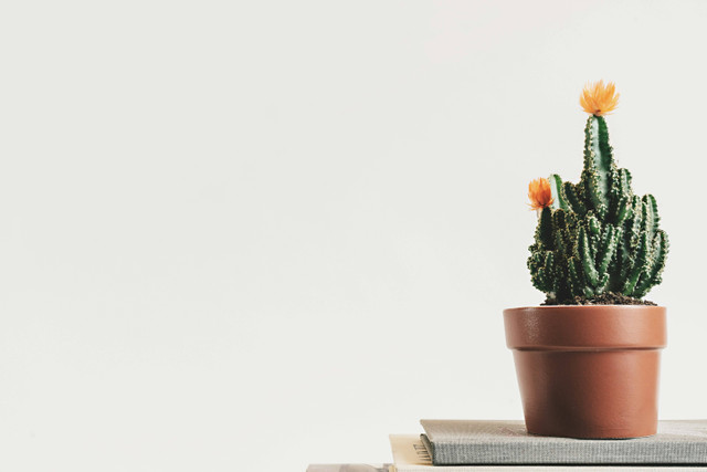 Ilustrasi Apakah Kaktus Memiliki Buah? Sumber: Unsplash
