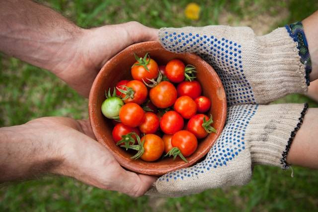 Apakah Tanaman Tomat Harus Disiram Setiap Hari? Foto Hanya Ilustrasi. Sumber Foto: Unsplash.com/Elaine Casap