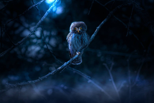 Ilustrasi burung hantu. Sumber foto: Unsplash