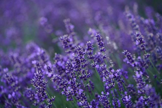 Foto Hanya Ilustrasi: Cara Merawat Lavender yang Layu. Sumber: Pixabay.com