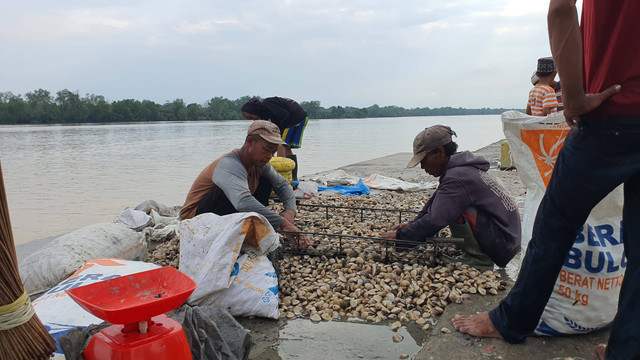 Nelayan sedang mensortir kerang di Kota Tanjungbalai (Sumber: Dokumentasi Pribadi)