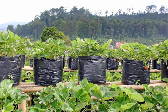 Ilustrasi cara mengatasi tanaman layu setelah dipindah dari polybag. Sumber foto: pixabay.com