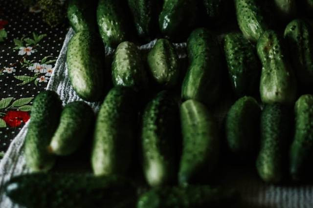 Ilustrasi tanaman timun fertigasi gantung, sumber foto: Marta Dzedyshko by pexels.com