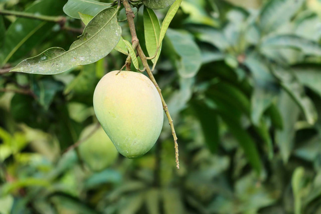 Ilustrasi tanaman mangga. Sumber foto: Unsplash