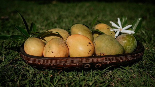 Ilustrasi mangga. Sumber foto: Unsplash