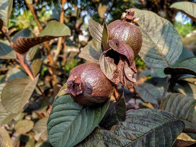 Ilustrasi Jambu Biji Ungu (sumber: shutterstock.com)