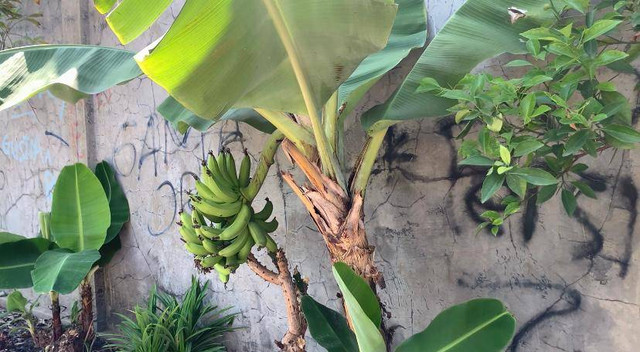 Pisang Sebagai Hasil Bumi Kelurahan Pekuncen (Sumber Foto: Dokumentasi Pribadi)