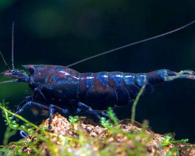 Cara Mengelola Tambak Udang. Foto Hanya Ilustrasi. Sumber Foto: Unsplash.com/theaquariumkeeper2