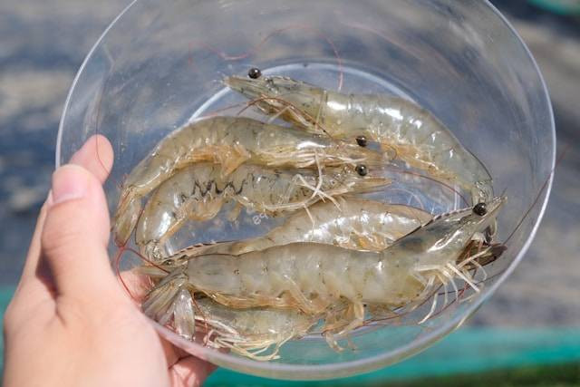 Manfaat Pupuk Urea untuk Tambak Udang. Foto Hanya Ilustrasi. Sumber Foto:James Tiono