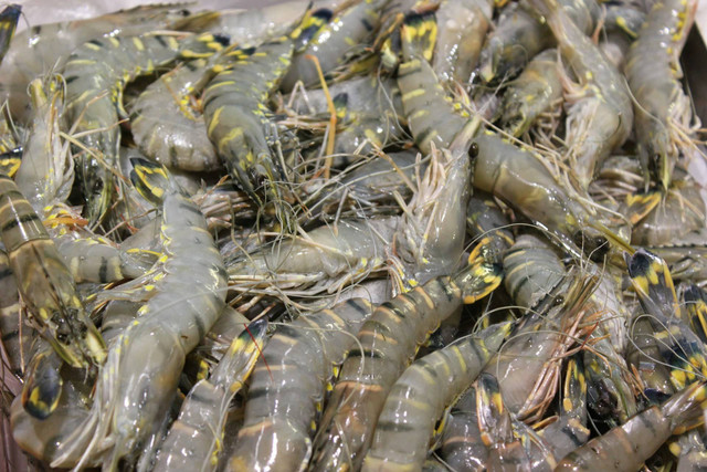 Ilustrasi udang vaname. Sumber foto: Unsplash