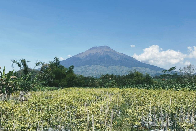 Perkebunan cabai milik warga setempat di Desa Sukomarto, Kecamatan Jumo, Kabupaten Temanggung. Sumber: Dokumentasi pribadi. 