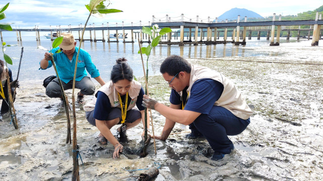 Penanaman 150 bibit mangrove di Pulau Bunaken, 9 Agustus 2024, oleh KKN UGM.  Foto: Arfiansyah Panji Purnandaru/kumparan