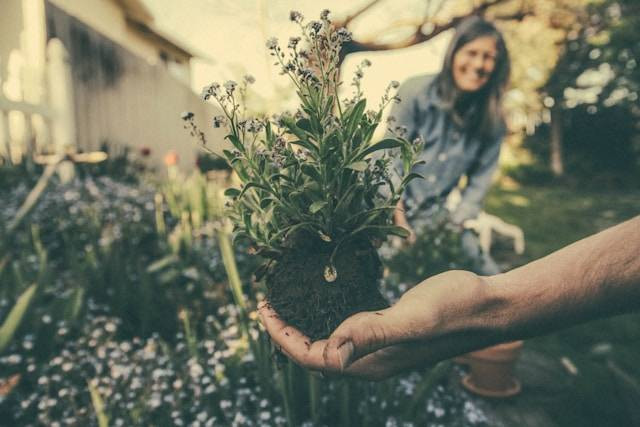 Ilustrasi penyebab penyakit layu pada tanaman. Foto: Benjamin Combs/Unsplash