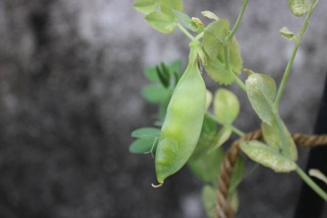 Ilustrasi penyakit tanaman kacang hijau, sumber foto: Green Nature by pexels.com