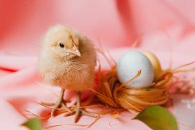 Ilustrasi apakah ayam pedaging bisa bertelur. Foto: Pexels
