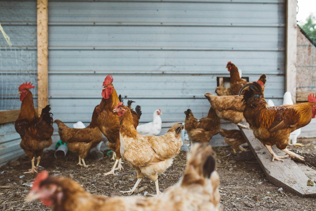 Ilustrasi ayam pedaging. Sumber foto: Unsplash