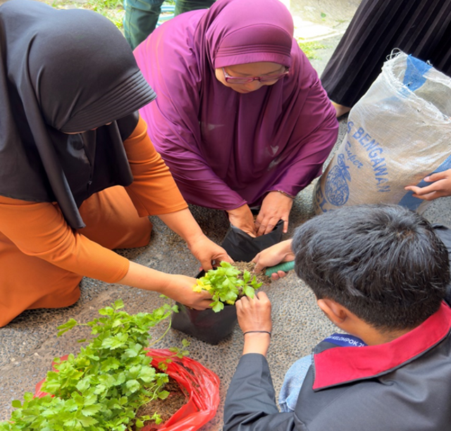 Penanaman seledri menggunakan polybag. Sumber: Foto Pribadi