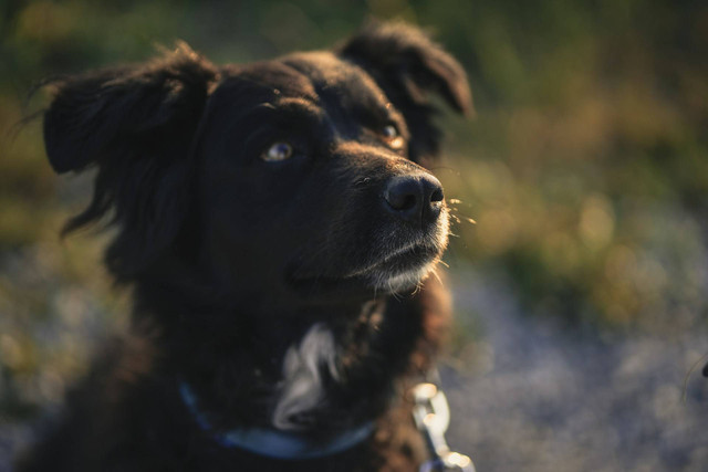 Ilustrasi hidung anjing. Sumber foto: Unsplash