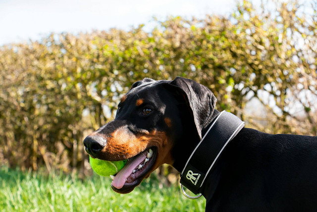 Ilustrasi anjing doberman. Sumber foto: Unsplash