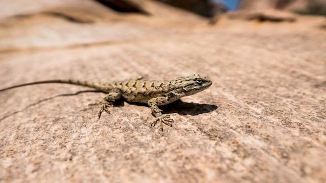 Kemampuan Memutuskan Ekor yang Dimiliki Oleh Cicak Dinamakan. Foto Hanya Ilustrasi. Sumber Foto: Unsplash.com/Joshua Gresham