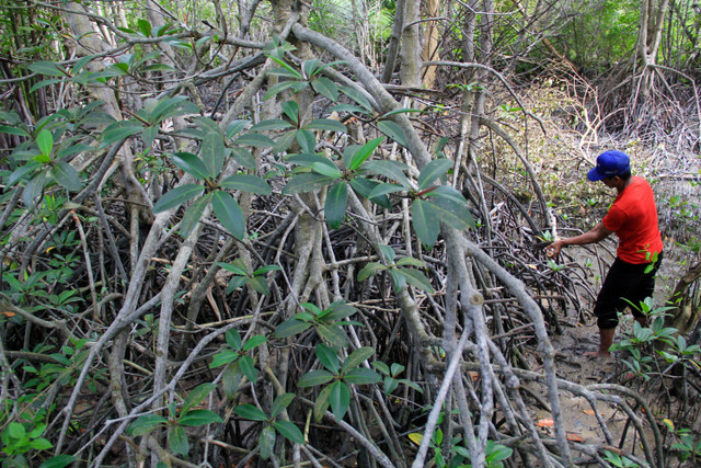 Perajin mengambil limbah ranting mangrove. Foto: Yudi Manar/ ANTARA FOTO