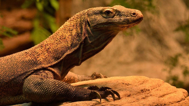 Varanus Komodoensis (Sumber: Pixabay)