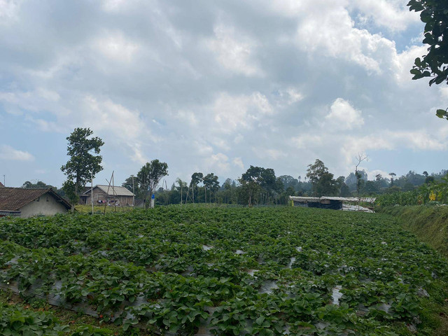 Pertanian di Dusun Sobowono, Desa Ketundan, Kabupaten Magelang, Jawa Tengah