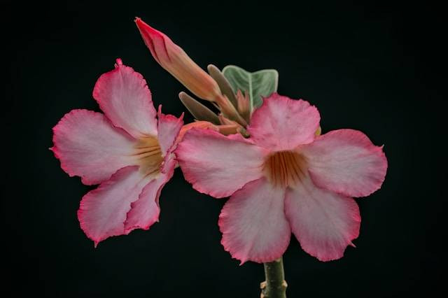 Penyebab Batang Adenium Lembek. Foto Hanya Ilustrasi. Sumber Foto: Unsplash.com/pisauikan
