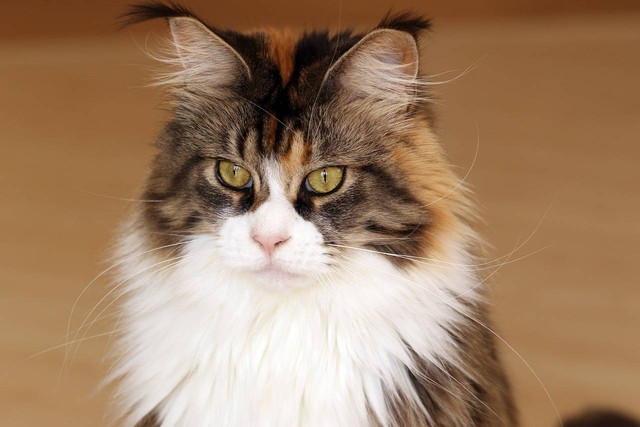 Ilustrasi maine coon. Sumber foto: Pixabay