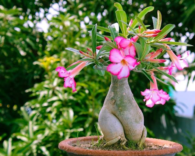 Cara Menanam Adenium dari Biji. Foto Hanya Ilustrasi. Sumber Foto: Unsplash.com/Supratik Deshmukh