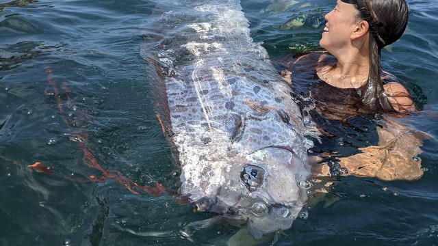 Seekor oarfish atau ikan kiamat ditemukan mati mengambang di perairan La Jolla Cove di San Diego, California, AS. Foto: @Scripps_Ocean/X