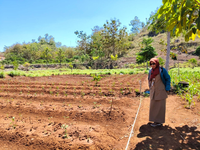 Suswaningsih (55), penyuluh pertanian di Balai Penyuluhan Pertanian (BPP) Rongkop, Kabupaten Gunungkidul, ubah lahan tandus di wilayah Rongkop jadi lahan produktif. Foto: Arfiansyah Panji Purnandaru/kumparan