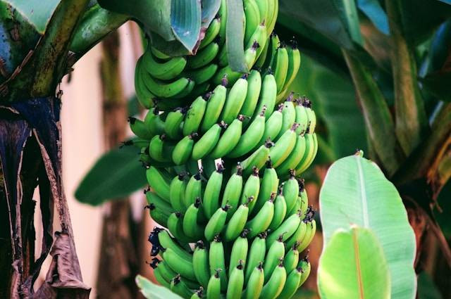 Ilustrasi cara berkebun pisang yang benar. Foto: Aleksandar P/Unsplash