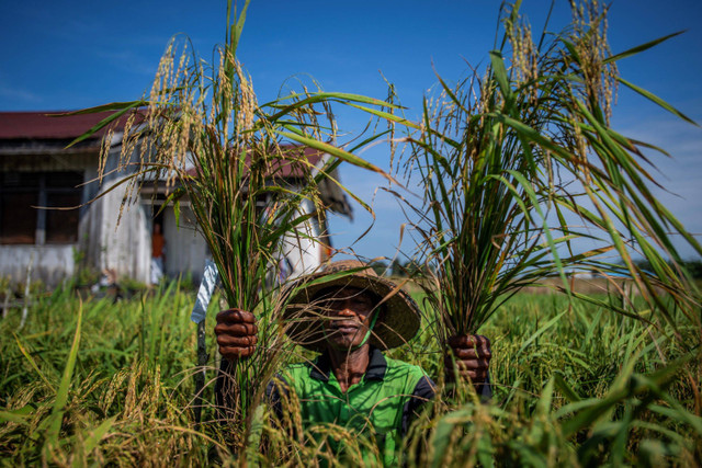 Petani Suparlan mengangkat padi apung yang telah di panen. Foto: Bayu Pratama S/ANTARA FOTO