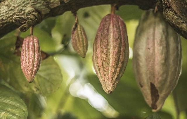 Ilustrasi cara berkebun kakao yang baik, sumber foto: Fernando graniel by pixabay.com