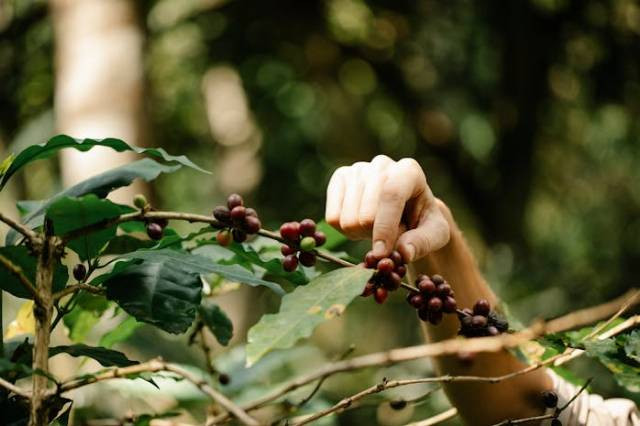 Ilustrasi cara berkebun kopi arabika, sumber foto: Michael Burrows by pexels.com