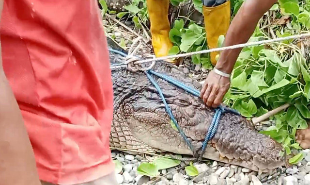 Buaya di Maluku yang memangsa seorang ibu. Dok: Ist.