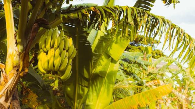 Ilustrasi deskripsi bagian pohon pisang. Foto: Unsplash/Emmeli M